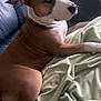adult, animal, beagle, blanket, bulldog, canine, chair, couch, cushion, dog, furniture, homedecor, hound, linen, male, man, person, pet, pitbull, puppy