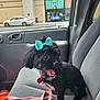 animal, black_dog, bow, car_interior, car_seat, collar, cute, dog, happy, indoor, leash, parking_lot, pet, pet_accessory, seatbelt, small_dog, storefront, transportation, vehicle, window