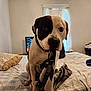 animal, bed, black, blanket, collar, curtains, cute, dog, ears, face, floor, furniture, indoor, pet, pillow, plaid, room, table, white, window