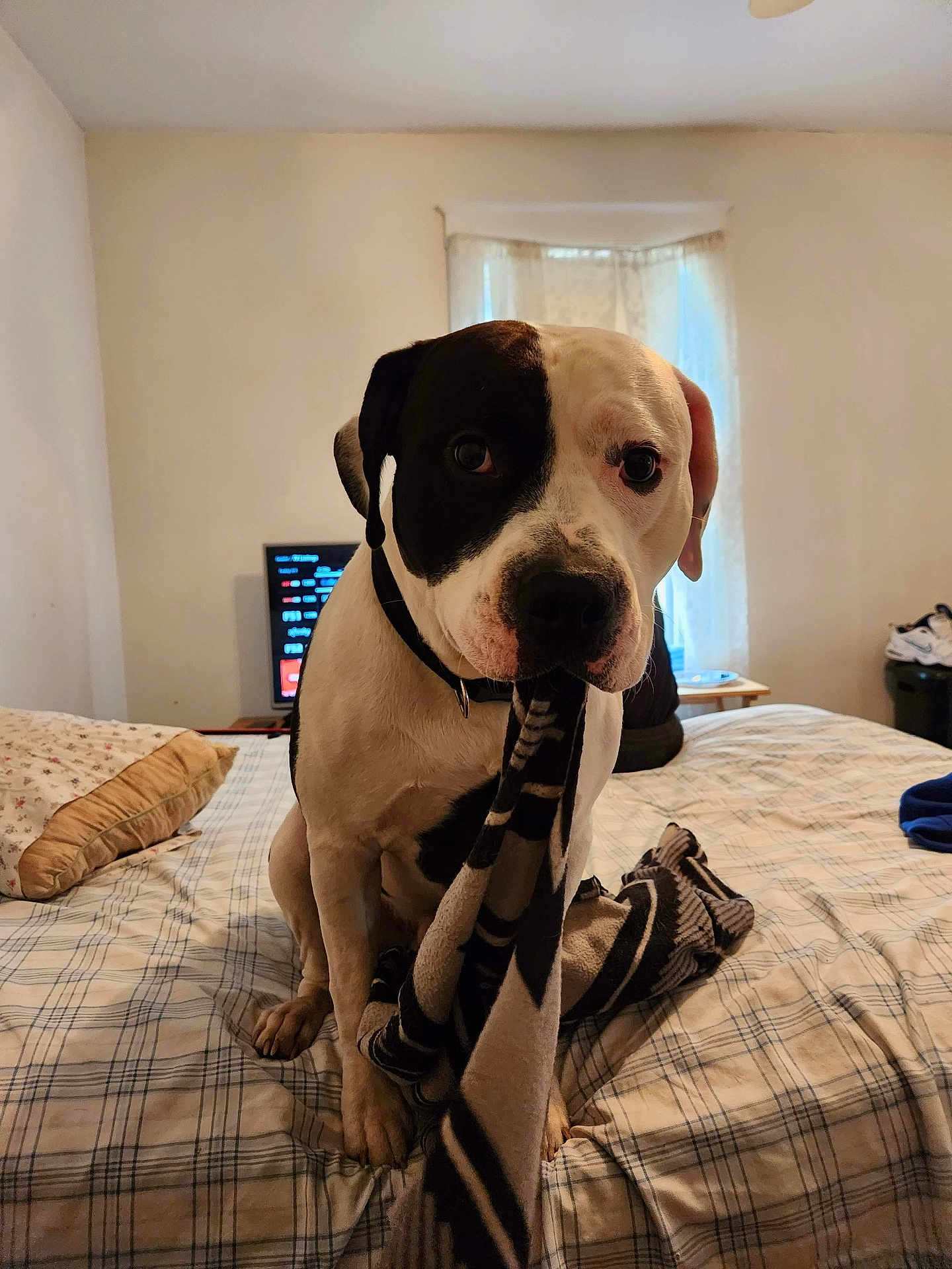 Cassie is registered to the contest to win money with this photo: dog, bed, blanket, collar, indoor, window, curtains, pillow, plaid, furniture, pet, animal, cute, white, black, face, ears, room, floor, table