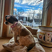 Bella is registered to the contest to win money with this photo: calm, clouds, collar, cushion, daylight, decorative_pot, dog, fur, home, house, indoor, looking_out, pet, plant, sitting, sky, suburb, tail, window, wooden_surface