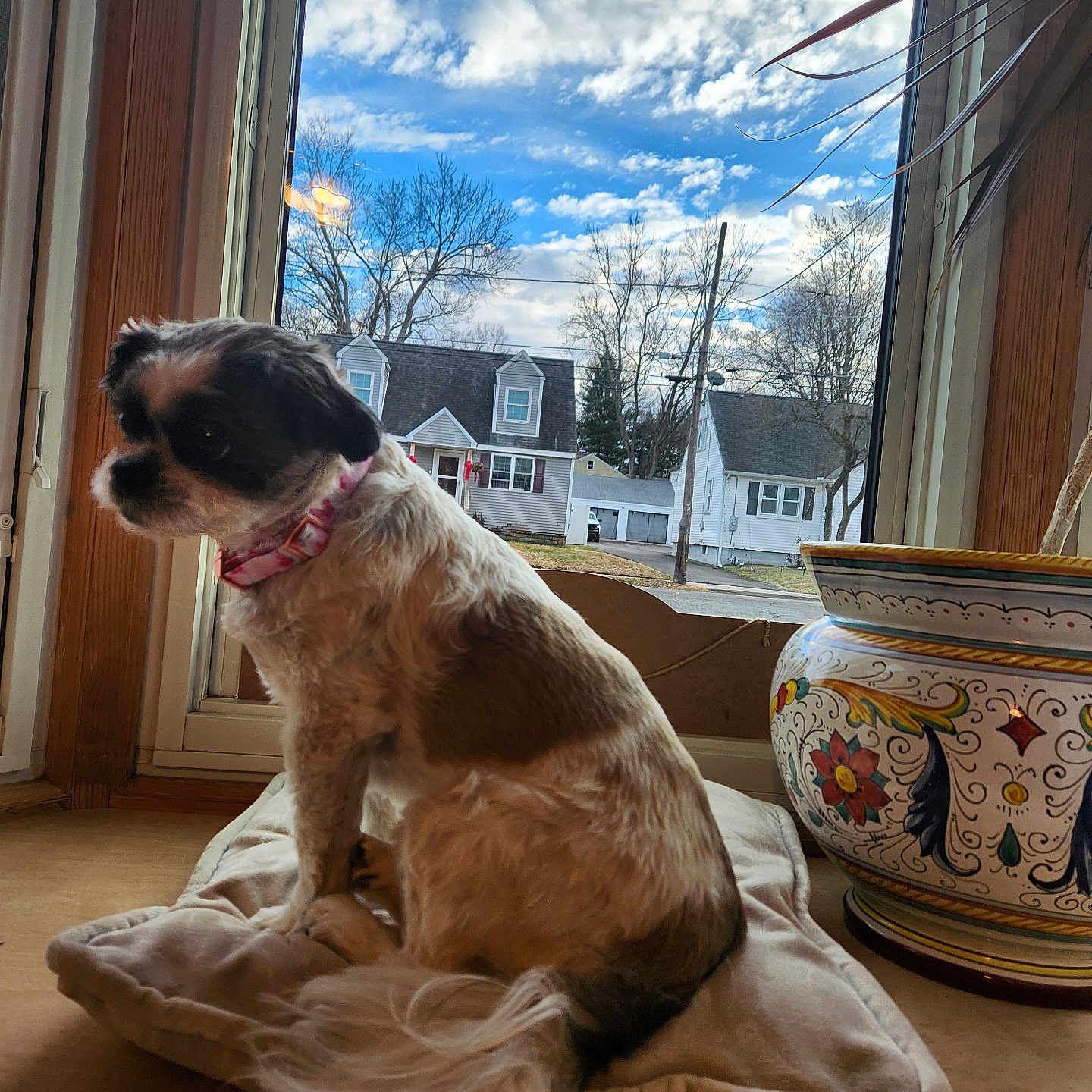 Bella is registered to the contest to win money with this photo: calm, clouds, collar, cushion, daylight, decorative_pot, dog, fur, home, house, indoor, looking_out, pet, plant, sitting, sky, suburb, tail, window, wooden_surface