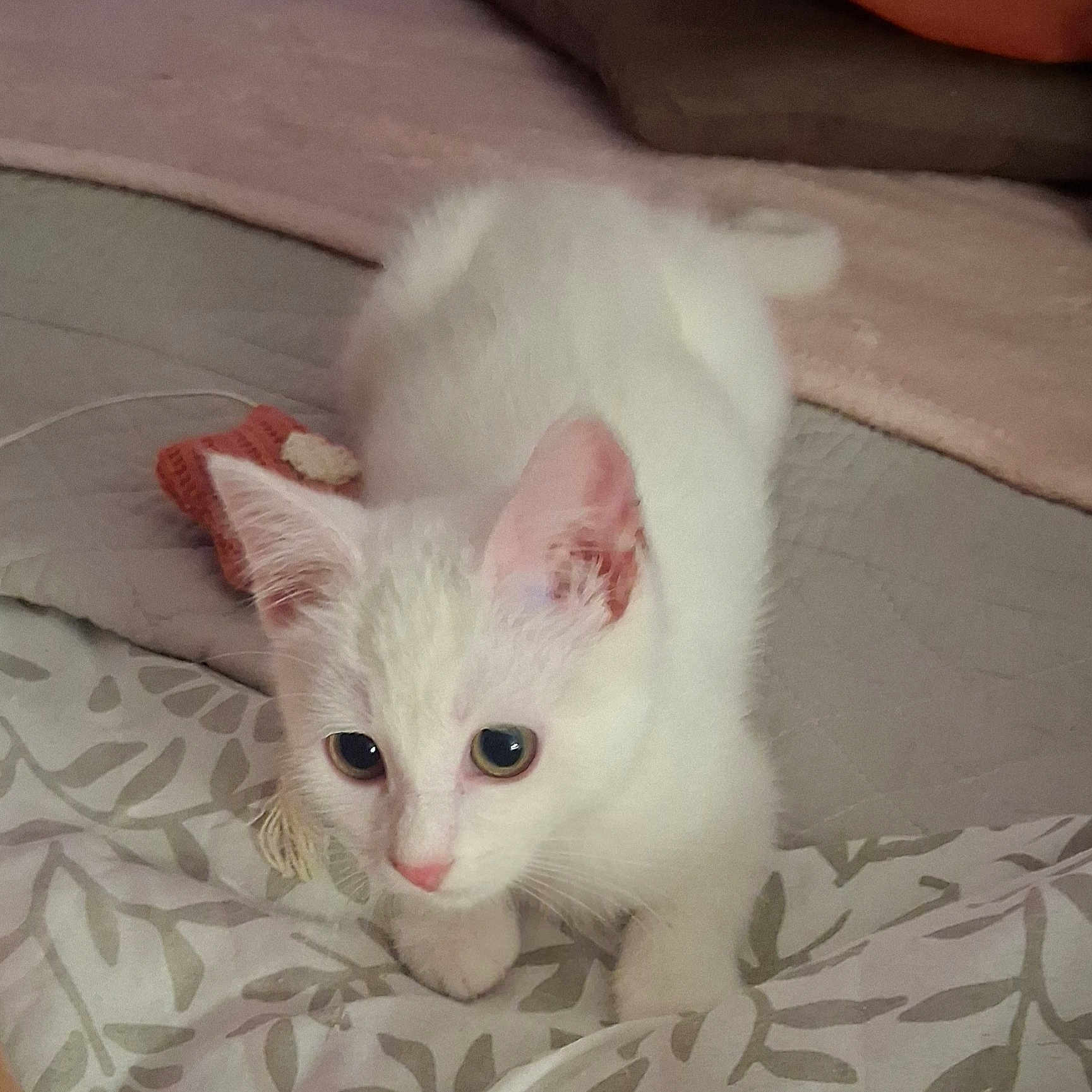 Neige participe au concours pour gagner de l'argent avec cette photo : animal, bed, blanket, cat, cozy, curious, cute, ears, eyes, feline, fur, indoor, kitten, paws, pet, playful, resting, soft, white_cat, young