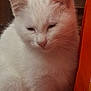 cat, white_cat, close_up, pet, feline, animal, fur, whiskers, ears, face, indoor, orange_object, calm, cute, sleepy_eyes, domestic_cat, mammal, soft_fur, resting, portrait