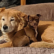 Qbert Chuey joined the competition — help win amazing prizes! animal, beige, brown, canine, companionship, couch, cozy, cute, dog, domestic, friendship, fur, indoor, pet, portrait, puppy, relaxation, resting, sleepy, snuggle