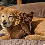 animal, beige, brown, canine, companionship, couch, cozy, cute, dog, domestic, friendship, fur, indoor, pet, portrait, puppy, relaxation, resting, sleepy, snuggle