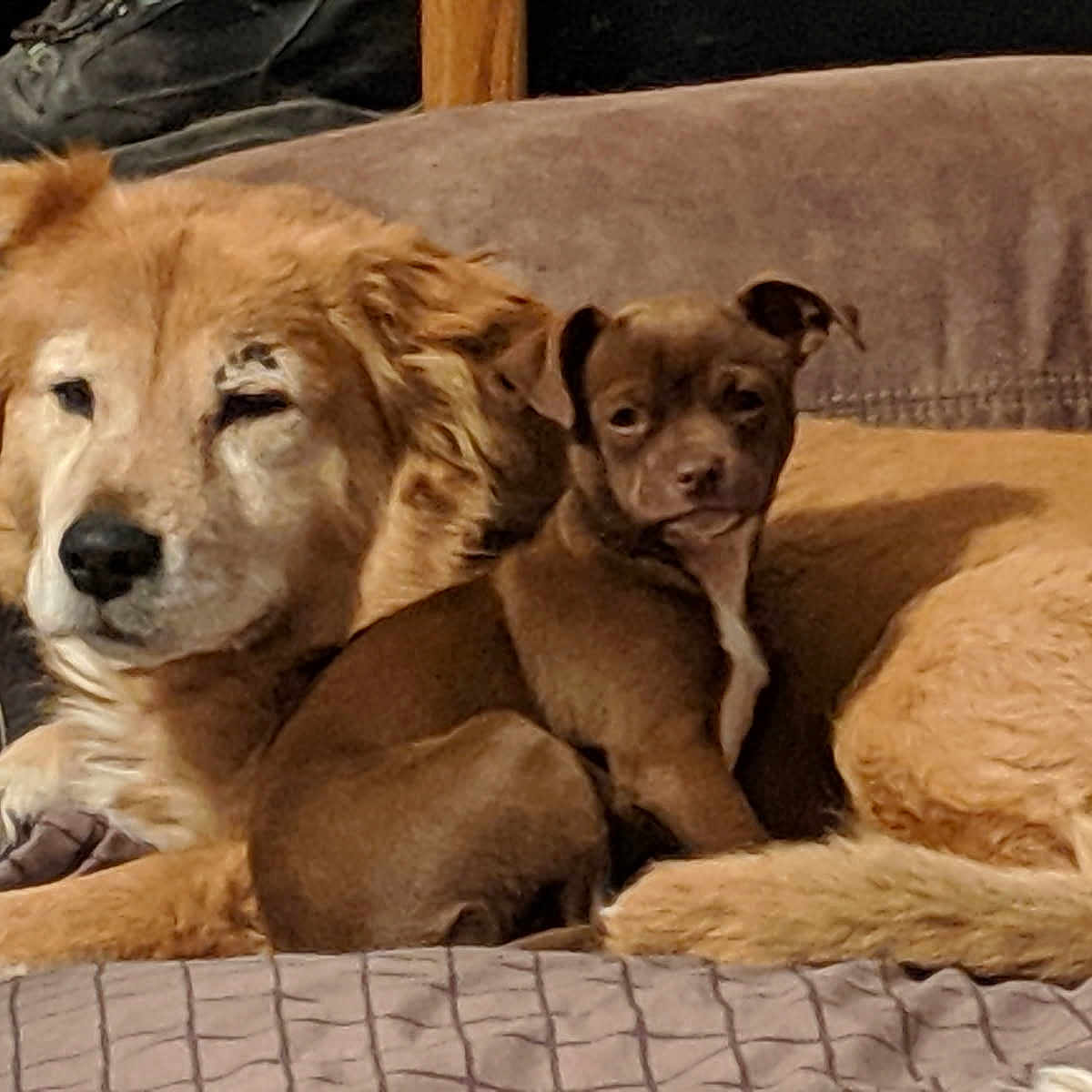 Qbert Chuey joined the competition — help win amazing prizes! animal, beige, brown, canine, companionship, couch, cozy, cute, dog, domestic, friendship, fur, indoor, pet, portrait, puppy, relaxation, resting, sleepy, snuggle