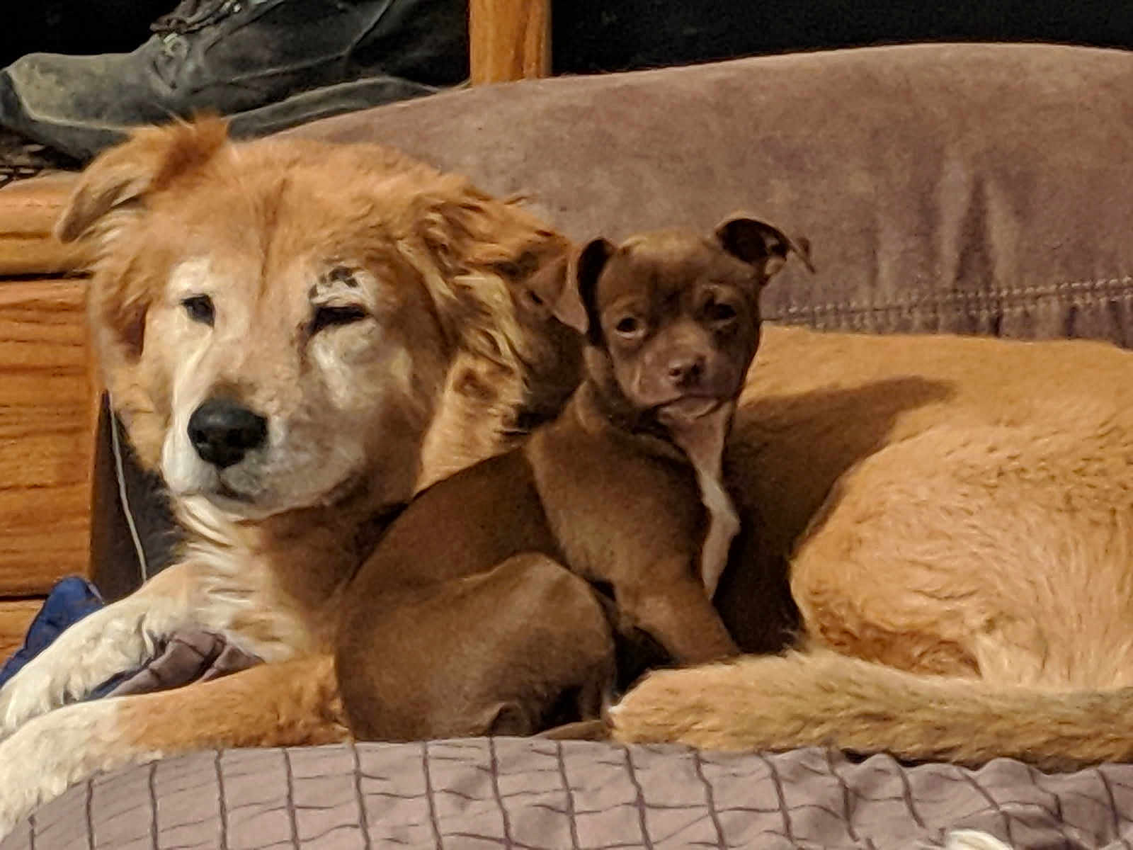 Qbert Chuey joined the competition — help win amazing prizes! animal, beige, brown, canine, companionship, couch, cozy, cute, dog, domestic, friendship, fur, indoor, pet, portrait, puppy, relaxation, resting, sleepy, snuggle