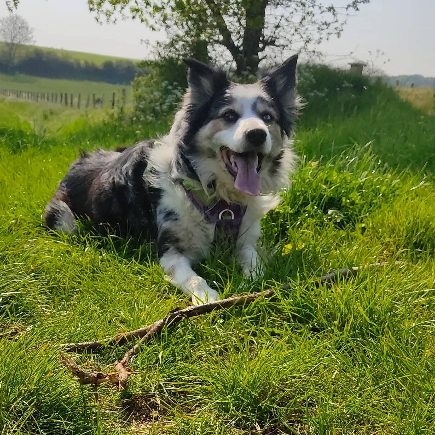 Lover a rejoint le concours — aidez-le/la à gagner de superbes lots ! border_collie, canidae, carnivore, companion_dog, dog, dog_breed, grass, grassland, herding_dog, pasture, plant, sky, sporting_group, tail, terrestrial_animal, tree, working_animal, working_dog
