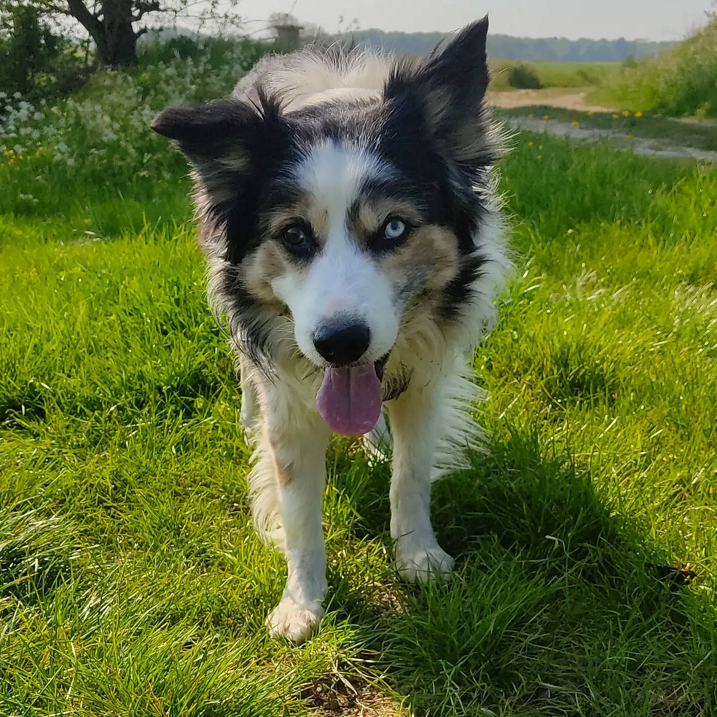Lover participe au concours pour gagner de l'argent avec cette photo : art, australian_collie, australian_shepherd, border_collie, canidae, carnivore, companion_dog, dog, dog_breed, grass, grassland, herding_dog, plant, sky, snout, sporting_group, terrestrial_animal, whiskers, working_animal, working_dog