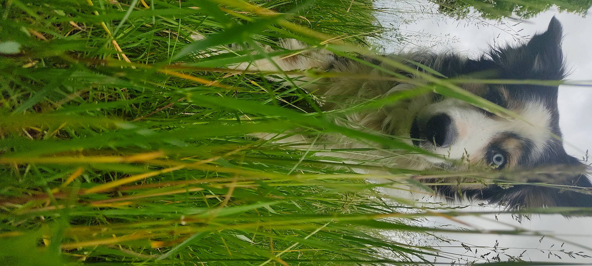 Lover participe au concours pour gagner de l'argent avec cette photo : arecales, botany, circle, close_up, conifer, desert_palm, evergreen, flowering_plant, grass, grass_family, palm_tree, plant, plant_stem, terrestrial_plant, tree, twig, vegetation, water, wildlife, wind