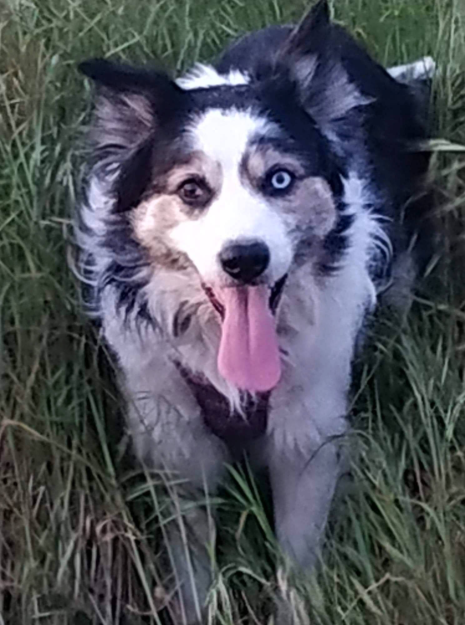 Lover participe au concours pour gagner de l'argent avec cette photo : ancient_dog_breeds, art, canidae, carnivore, companion_dog, dog, dog_breed, fur, grass, herding_dog, non_sporting_group, plant, puppy, sled_dog, sporting_group, terrestrial_animal, whiskers, working_animal, working_dog