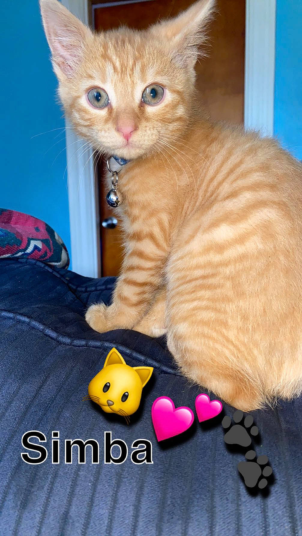 Simba is registered to the contest to win money with this photo: blue, carnivore, cat, cat_supply, cat_toy, claw, domestic_short_haired_cat, fawn, felidae, fur, mammal, paw, pet_supply, small_to_medium_sized_cats, snout, stuffed_toy, tail, toy, vertebrate, whiskers