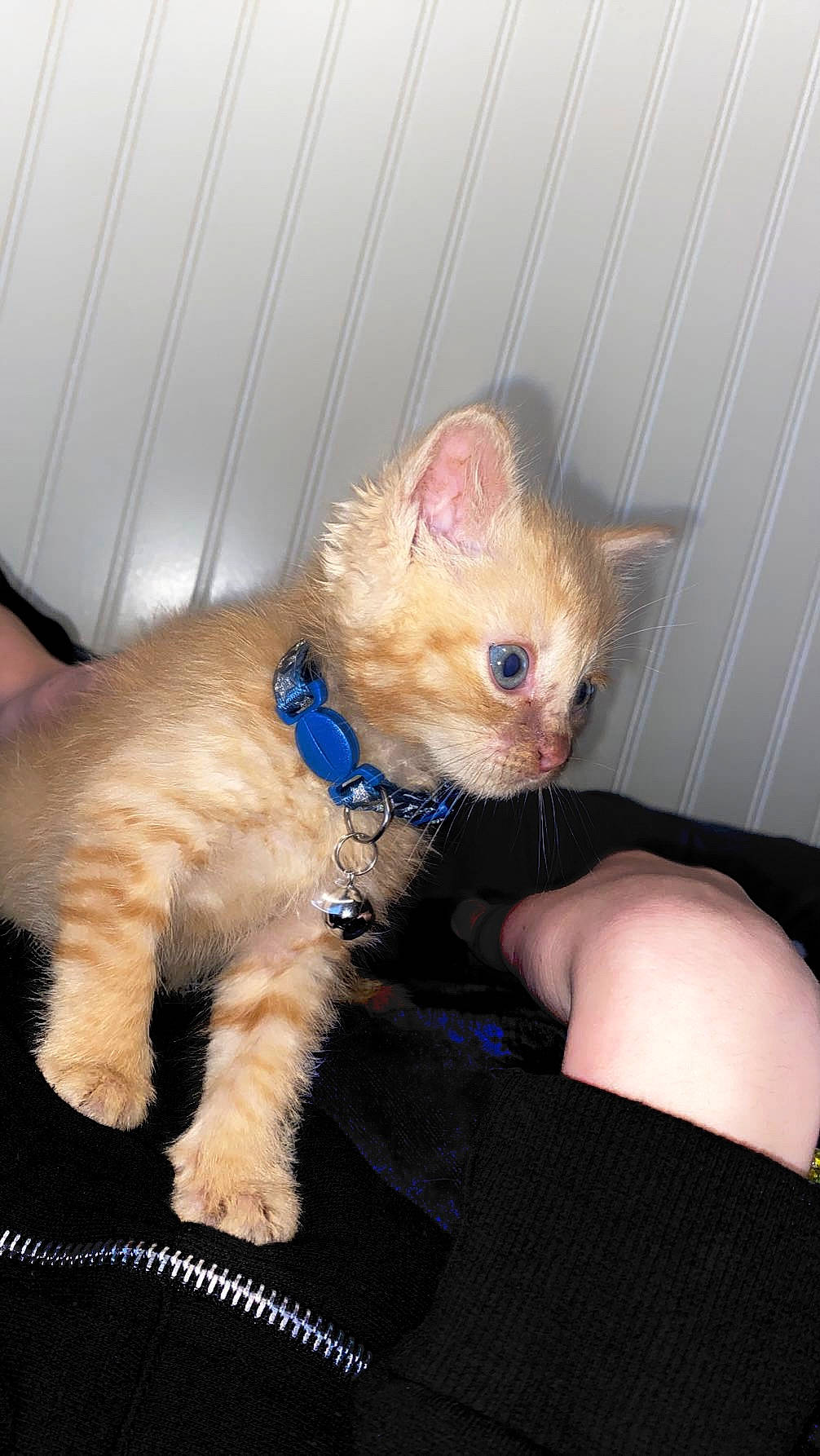 Simba is registered to the contest to win money with this photo: carnivore, cat, claw, comfort, domestic_short_haired_cat, fawn, felidae, foot, fur, gesture, human_leg, lap, laperm, nail, paw, sitting, small_to_medium_sized_cats, snout, tail, whiskers