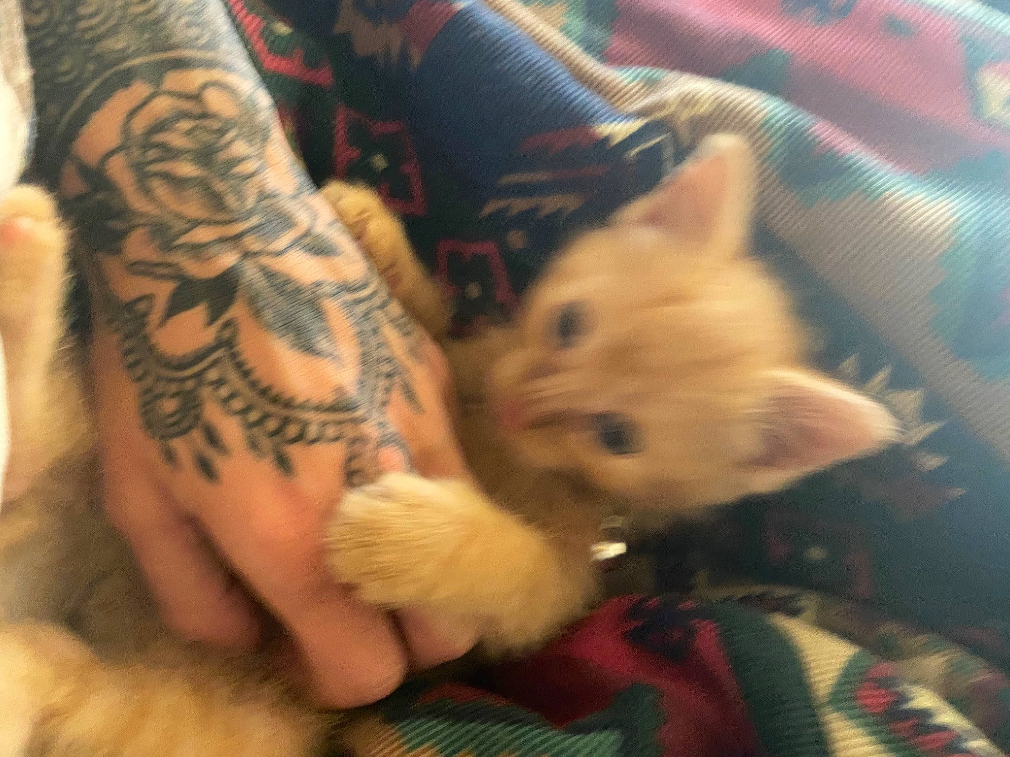 Simba is registered to the contest to win money with this photo: calf, carnivore, cat, cover_up, domestic_short_haired_cat, elbow, felidae, fur, human_leg, lap, mammal, paw, sleeve, small_to_medium_sized_cats, tail, tattoo, temporary_tattoo, vertebrate, whiskers, wrist