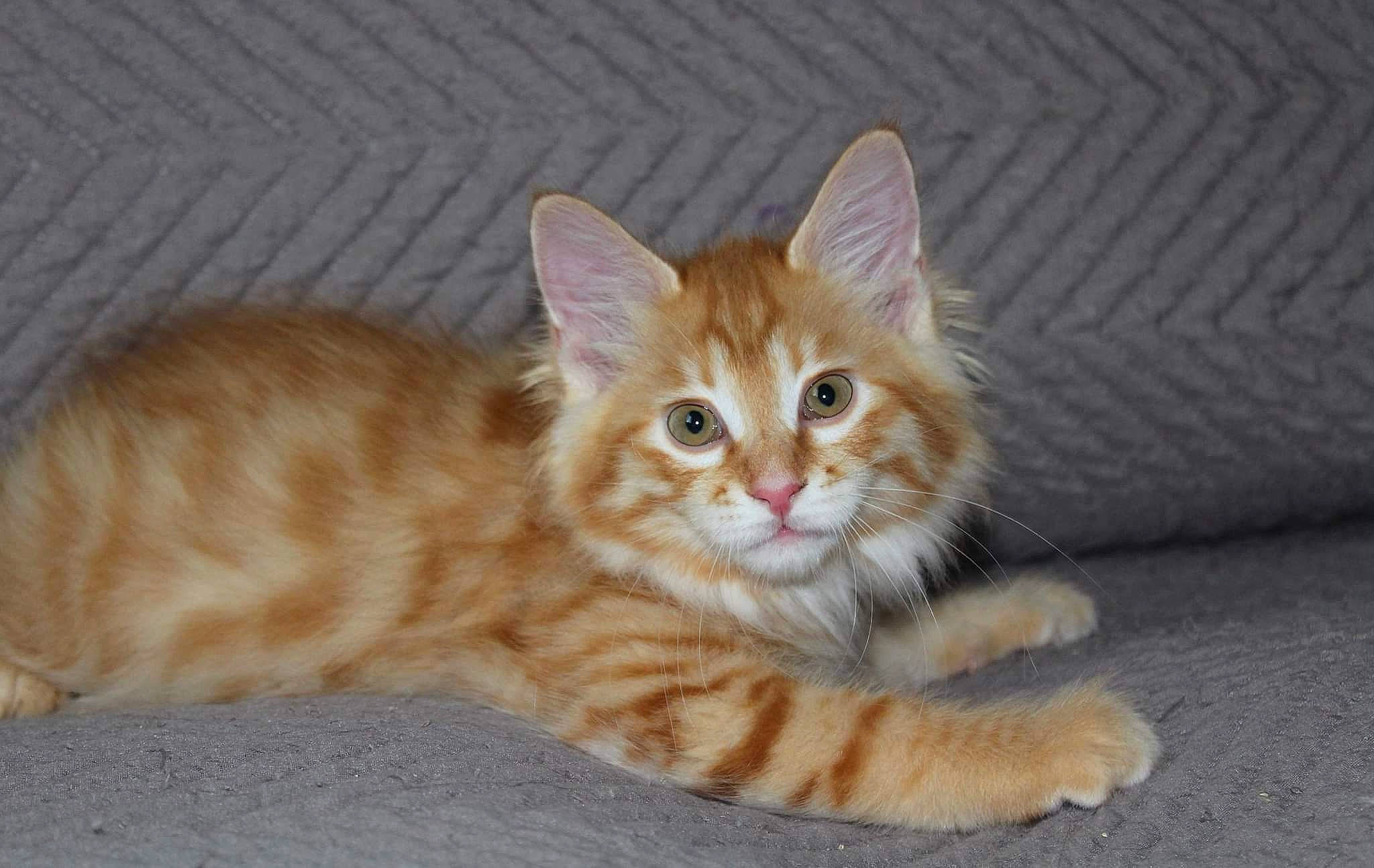 Bowser participe au concours pour gagner de l'argent avec cette photo : carnivore, cat, claw, domestic_short_haired_cat, eye, fawn, felidae, foot, fur, paw, peach, sitting, small_to_medium_sized_cats, snout, tail, terrestrial_animal, whiskers