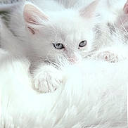 Velma a rejoint le concours — aidez-le/la à gagner de superbes lots ! kitten, white, cat, fluffy, sleepy, fur, closeup, cute, animal, pet, soft, cozy, young, whiskers, ears, paws, resting, indoor, mammal, adorable