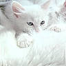 kitten, white, cat, fluffy, sleepy, fur, closeup, cute, animal, pet, soft, cozy, young, whiskers, ears, paws, resting, indoor, mammal, adorable