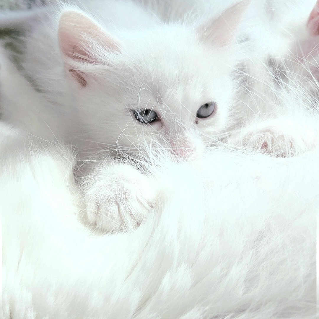 Velma a rejoint le concours — aidez-le/la à gagner de superbes lots ! kitten, white, cat, fluffy, sleepy, fur, closeup, cute, animal, pet, soft, cozy, young, whiskers, ears, paws, resting, indoor, mammal, adorable