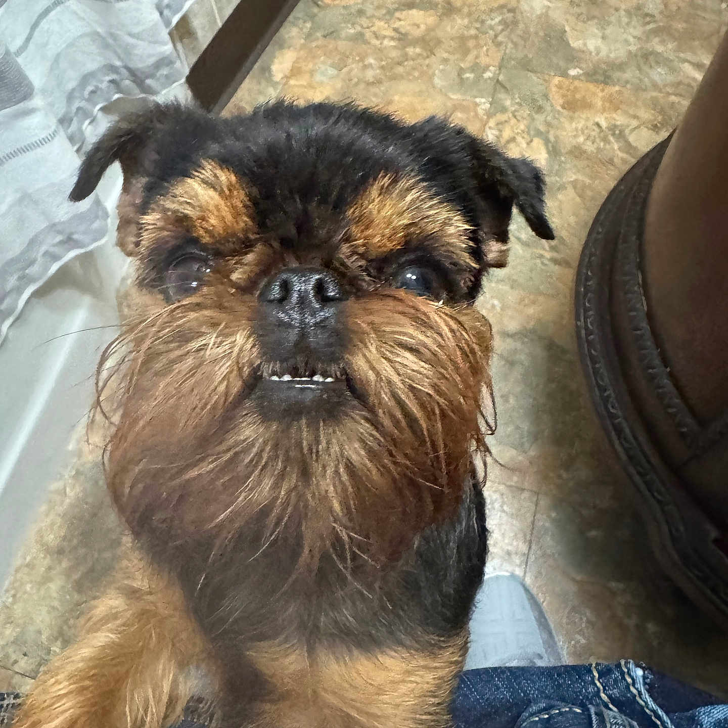 Eris joined the competition — help win amazing prizes! animal, beard, black_fur, brown_fur, close_up, companion, curtain, cute, denim, dog, floor, fur, household, indoor, jeans, looking_up, paw, pet, small_dog, tile_floor