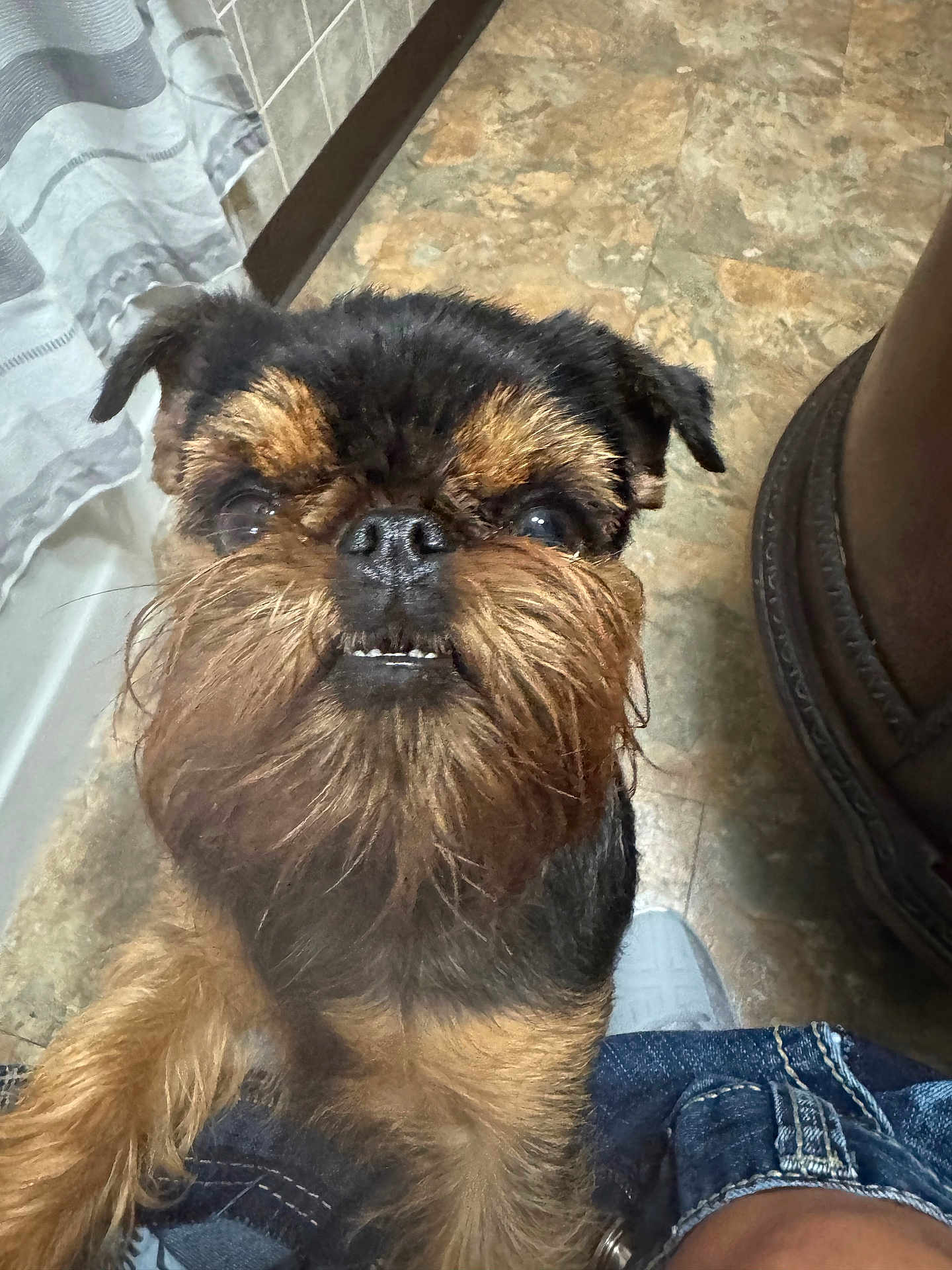 Eris joined the competition — help win amazing prizes! dog, small_dog, beard, fur, close_up, pet, indoor, floor, tile_floor, curtain, denim, jeans, paw, brown_fur, black_fur, cute, looking_up, animal, companion, household