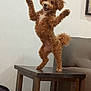 dog, poodle, brown, standing, table, indoor, happy, playful, fur, pet, canine, raised_paws, chair, wooden, tail, framed_picture, smiling, cute, animal, domestic