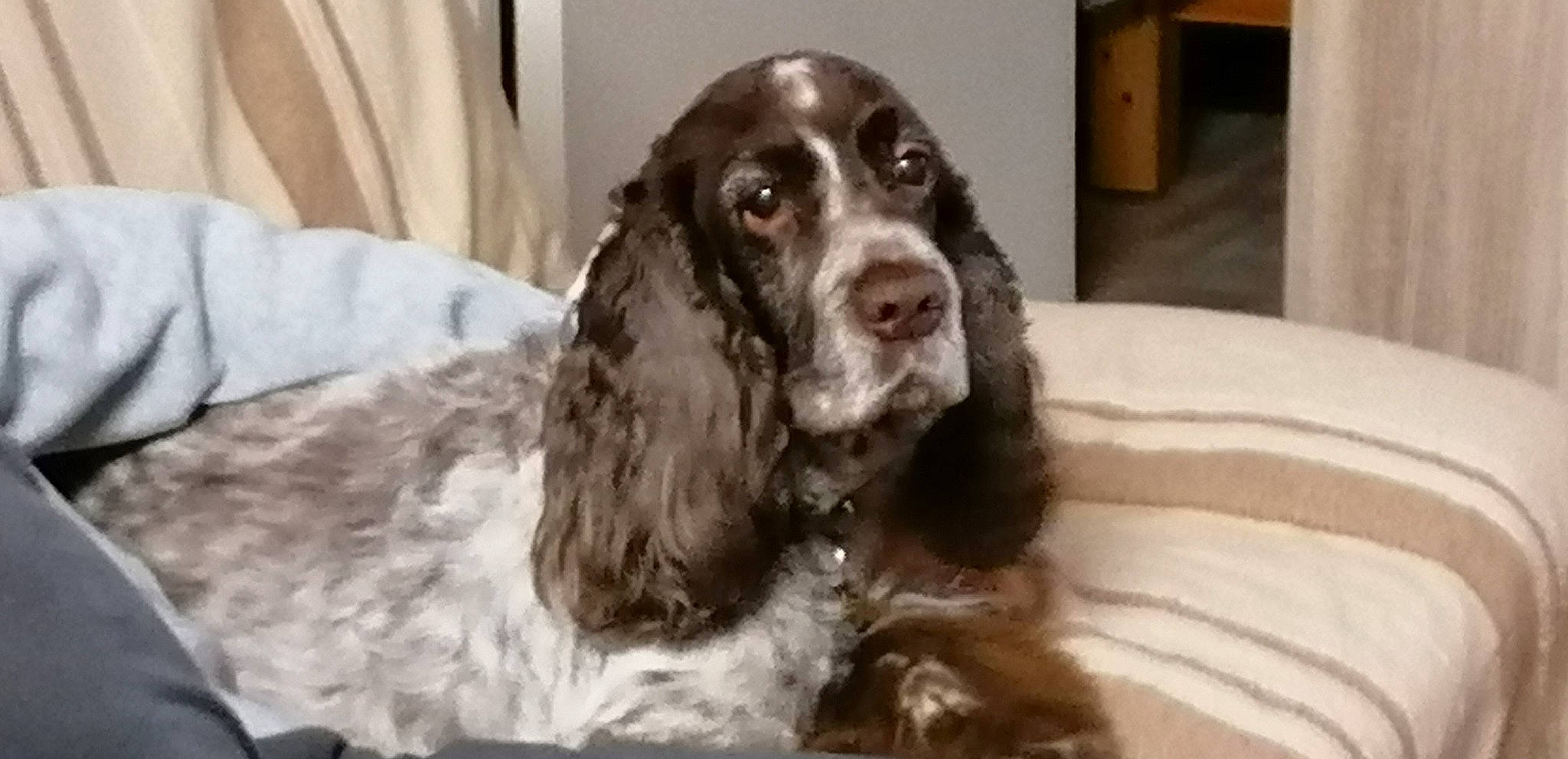 Caramel participe au concours pour gagner de l'argent avec cette photo : blue_picardy_spaniel, canidae, carnivore, cocker_spaniel, dog, dog_breed, english_cocker_spaniel, english_springer_spaniel, field_spaniel, french_spaniel, german_longhaired_pointer, german_spaniel, mammal, picardy_spaniel, russian_spaniel, small_munsterlander, snout, spaniel, sporting_group, vertebrate