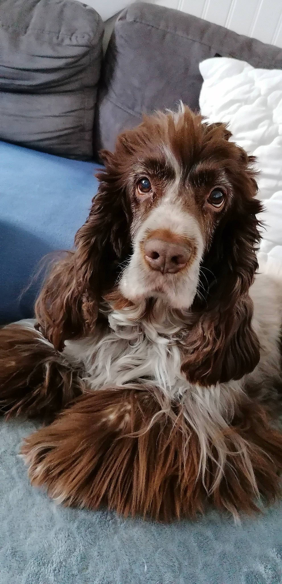 Caramel a rejoint le concours — aidez-le/la à gagner de superbes lots ! boykin_spaniel, canidae, carnivore, cocker_spaniel, companion_dog, dog, dog_breed, english_cocker_spaniel, english_springer_spaniel, field_spaniel, french_spaniel, german_longhaired_pointer, german_spaniel, liver, mammal, small_munsterlander, spaniel, sporting_group, sussex_spaniel, vertebrate