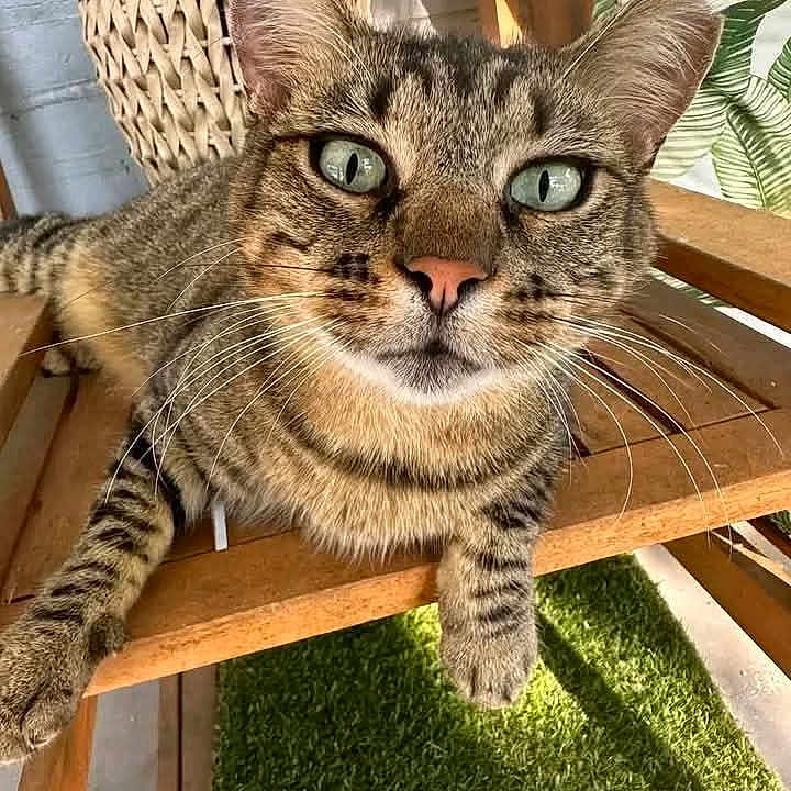 Mia joined the competition — help win amazing prizes! animal, basket, cat, chair, close_up, curious, eyes, feline, fur, greenery, home, indoor, leafy_wallpaper, paws, pet, relaxed, sunlight, tabby, whiskers, wood