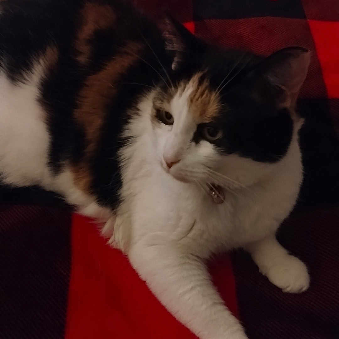 Luna Bell joined the competition — help win amazing prizes! cat, calico, pet, animal, feline, blanket, red, black, white, paw, resting, cozy, indoor, fur, pattern, leopard_print, bed, soft, collar, relaxed