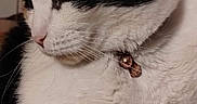 Luna Bell joined the competition — help win amazing prizes! cat, calico, pet, fur, whiskers, collar, bell, close_up, profile, animal, indoor, cute, feline, resting, soft, adorable, domestic, mammal, sleepy, calm