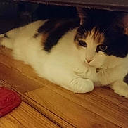 Luna Bell is registered to the contest to win money with this photo: cat, calico_cat, indoor, wooden_floor, furniture, pet, animal, resting, relaxed, cute, fur, whiskers, eyes, floor, home, domestic, mammal, calm, lying_down, cozy