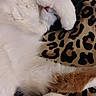 Luna Bell joined the competition — help win amazing prizes! cat, feline, pet, sleeping, paw, fur, white_fur, calico, animal, resting, cute, leopard_print, blanket, indoor, cozy, closeup, whiskers, relaxed, covered_face, soft
