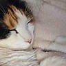 Luna Bell joined the competition — help win amazing prizes! cat, calico, sleeping, feline, pet, cozy, blanket, soft, fur, closeup, resting, domestic_animal, whiskers, cute, animal, peaceful, indoor, relaxation, comfort, nap