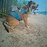 dog, beach, sand, costume, shark_costume, tongue_out, fence, grass, sky, sunny, leash, collar, pet, animal, outdoor, summer, vacation, water, relaxing, canine