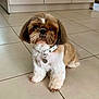 Max participe au concours pour gagner de l'argent avec cette photo : dog, small_dog, shih_tzu, pet, indoor, tile_floor, white_collar, heart_tag, groomed, brown_and_white, sitting, cute, animal, companion, fur, paw, looking, eyes, home, floor