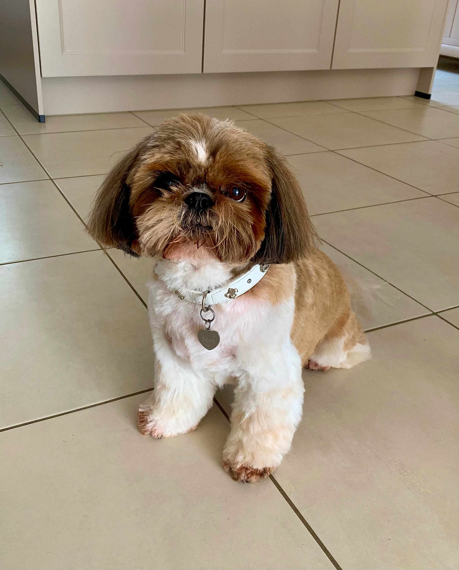 Max participe au concours pour gagner de l'argent avec cette photo : dog, small_dog, shih_tzu, pet, indoor, tile_floor, white_collar, heart_tag, groomed, brown_and_white, sitting, cute, animal, companion, fur, paw, looking, eyes, home, floor