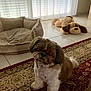 Max participe au concours pour gagner de l'argent avec cette photo : dog, pet_bed, stuffed_animal, rug, tile_floor, curtains, indoor, small_dog, plush_toy, furniture, home_interior, carpet, light, window, decor, floor, animal, domestic, companion, cute