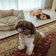 Max a rejoint le concours — aidez-le/la à gagner de superbes lots ! dog, pet, indoor, carpet, plush_toy, dog_bed, collar, floor, window, curtains, tile_floor, brown, white, cute, animal, furry, small_dog, domestic, resting, cozy
