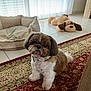 dog, pet, indoor, carpet, plush_toy, dog_bed, collar, floor, window, curtains, tile_floor, brown, white, cute, animal, furry, small_dog, domestic, resting, cozy