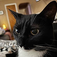 Cricket joined the competition — help win amazing prizes! cat, tuxedo_cat, close_up, indoor, pet, whiskers, black_and_white, fur, animal, face, eyes, cute, domestic_cat, portrait, feline, cozy, home, relaxed, soft_light
