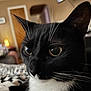 cat, tuxedo_cat, close_up, indoor, pet, whiskers, black_and_white, fur, animal, face, eyes, cute, domestic_cat, portrait, feline, cozy, home, relaxed, soft_light