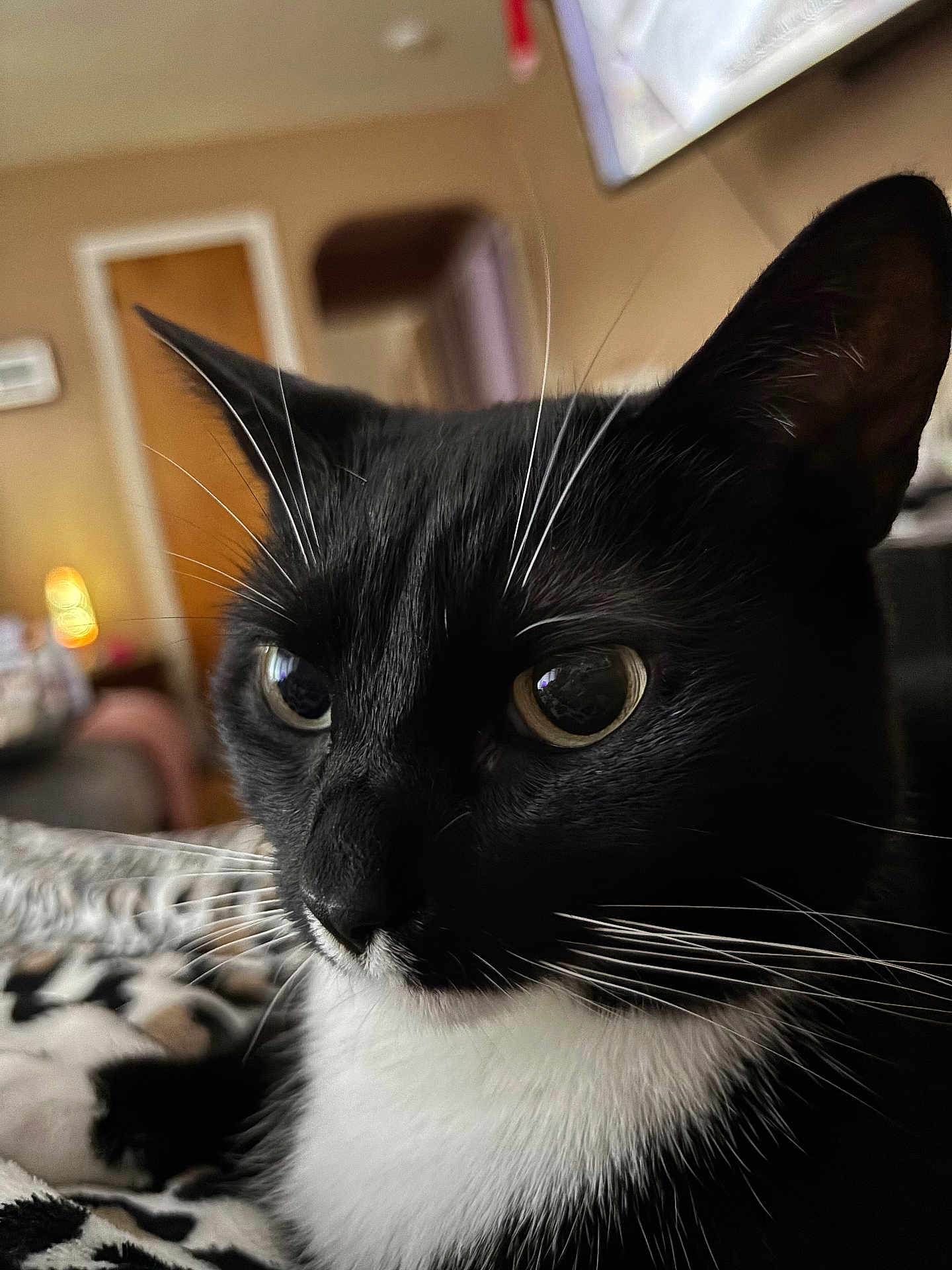 Cricket joined the competition — help win amazing prizes! cat, tuxedo_cat, close_up, indoor, pet, whiskers, black_and_white, fur, animal, face, eyes, cute, domestic_cat, portrait, feline, cozy, home, relaxed, soft_light
