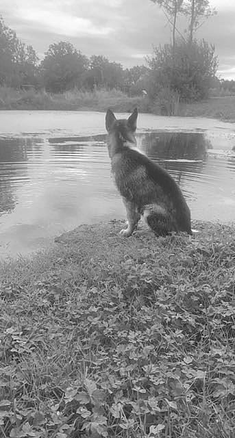 Shadow participe au concours pour gagner de l'argent avec cette photo : atmospheric_phenomenon, black_and_white, carnivore, cat, dog_breed, felidae, grass, grey, lake, landscape, monochrome, monochrome_photography, shadow, sky, small_to_medium_sized_cats, soil, tail, tree, water, whiskers