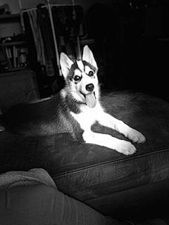 Shadow participe au concours pour gagner de l'argent avec cette photo : black_and_white, canidae, carnivore, comfort, companion_dog, darkness, dog, dog_breed, flash_photography, fur, german_shepherd_dog, grey, monochrome, monochrome_photography, room, snout, sporting_group, style, tints_and_shades, whiskers