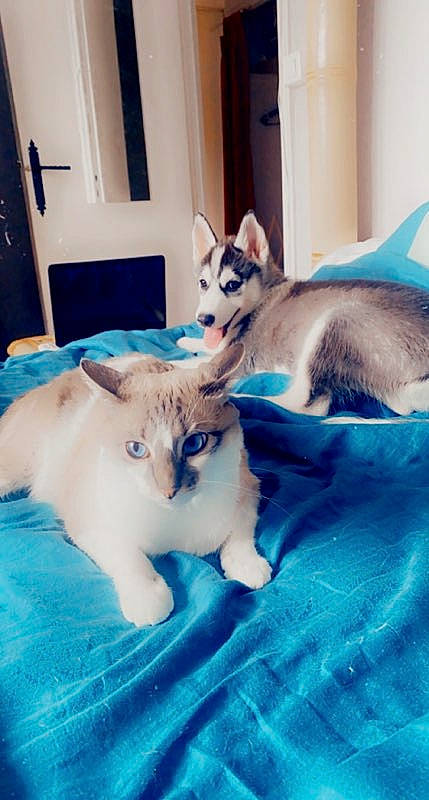 Shadow participe au concours pour gagner de l'argent avec cette photo : blue, canidae, carnivore, cat, comfort, companion_dog, dog_breed, domestic_short_haired_cat, door, fawn, felidae, fur, linens, paw, picture_frame, room, small_to_medium_sized_cats, tail, whiskers, window