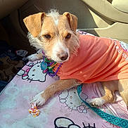 Honey is registered to the contest to win money with this photo: animal, bead_necklaces, candy_wrapper, car_interior, cushion, cute, dog, furry, hello_kitty, indoor, leash, mammal, orange_shirt, paw, pet, relaxed, resting, seat, small_dog, sunlight