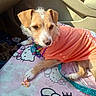 animal, bead_necklaces, candy_wrapper, car_interior, cushion, cute, dog, furry, hello_kitty, indoor, leash, mammal, orange_shirt, paw, pet, relaxed, resting, seat, small_dog, sunlight