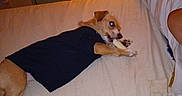 Honey is registered to the contest to win money with this photo: black_shirt, bone, brown_dog, casual, chewing, couch, cozy, dog, domestic, furniture, indoor, lamp, living_room, paw, pet, relaxing, side_table, small_dog, warm_lighting, white_couch