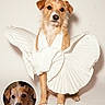 Honey is registered to the contest to win money with this photo: adorable, animal, before_and_after, brown, canine, costume, cute, dog, fashion, fluffy, fur, indoor, pet, pleated, portrait, posing, studio, studio_lighting, text_overlay, white_clothing